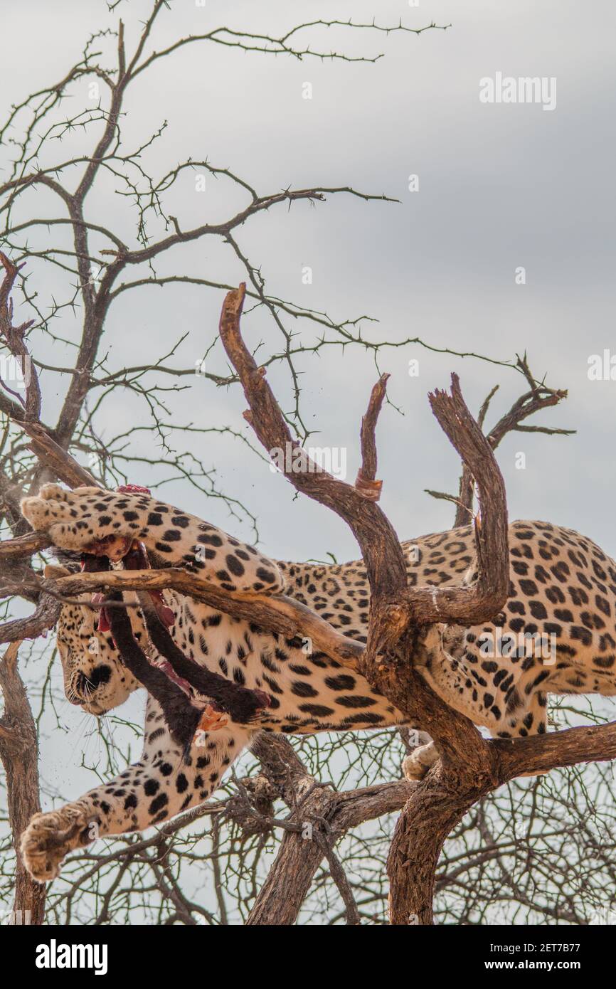 Un léopard dans les plaines sèches du désert de kalahari En Namibie Banque D'Images