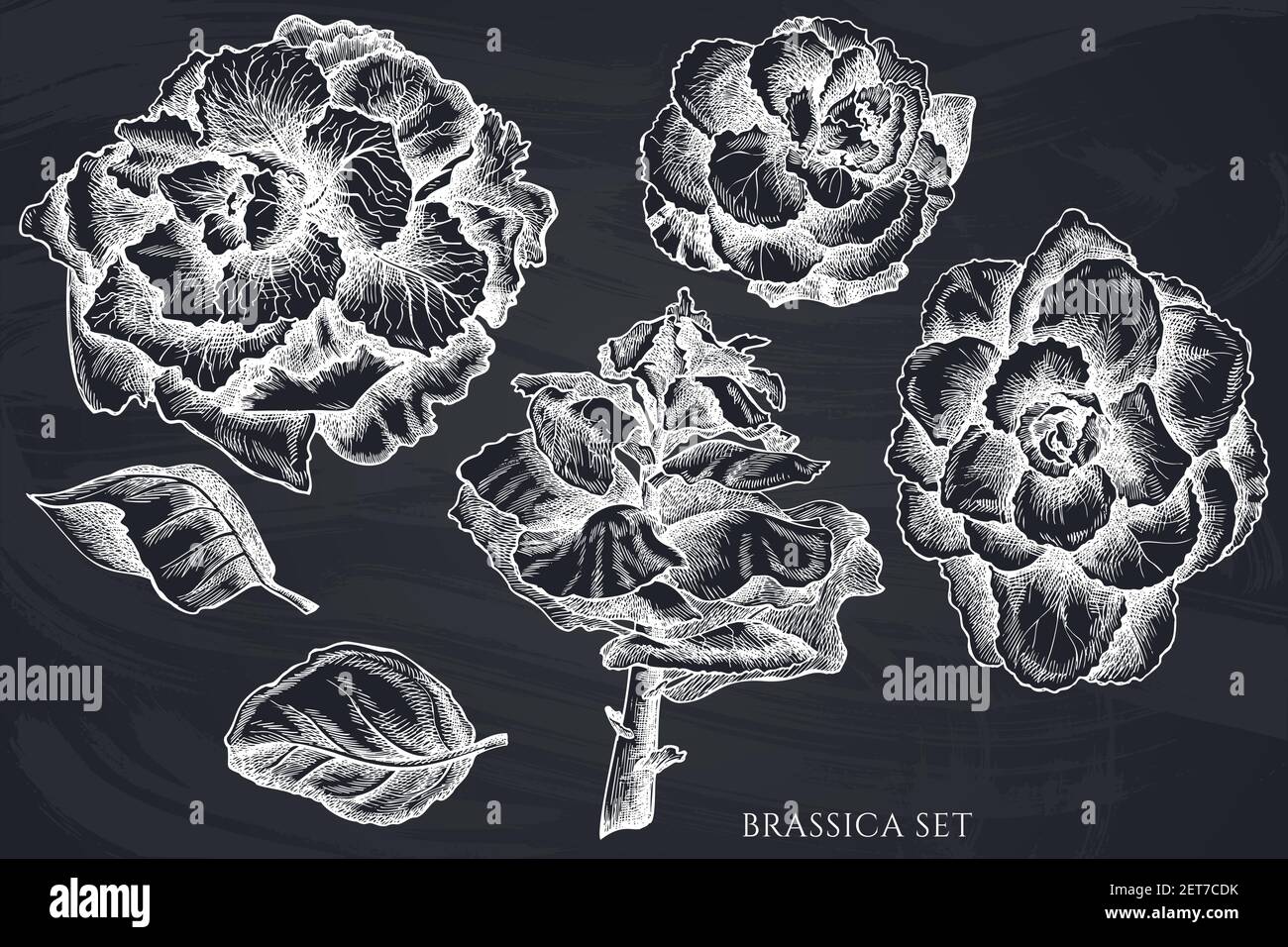 Ensemble vectoriel de craie dessinée à la main brassica Illustration de Vecteur