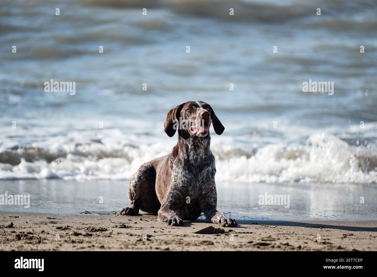 Le cop allemand est une race de chien de chasse à poil court. Pointeur court brun avec des taches blanches sur le sable sur le rivage de la mer bleue et posant. Banque D'Images