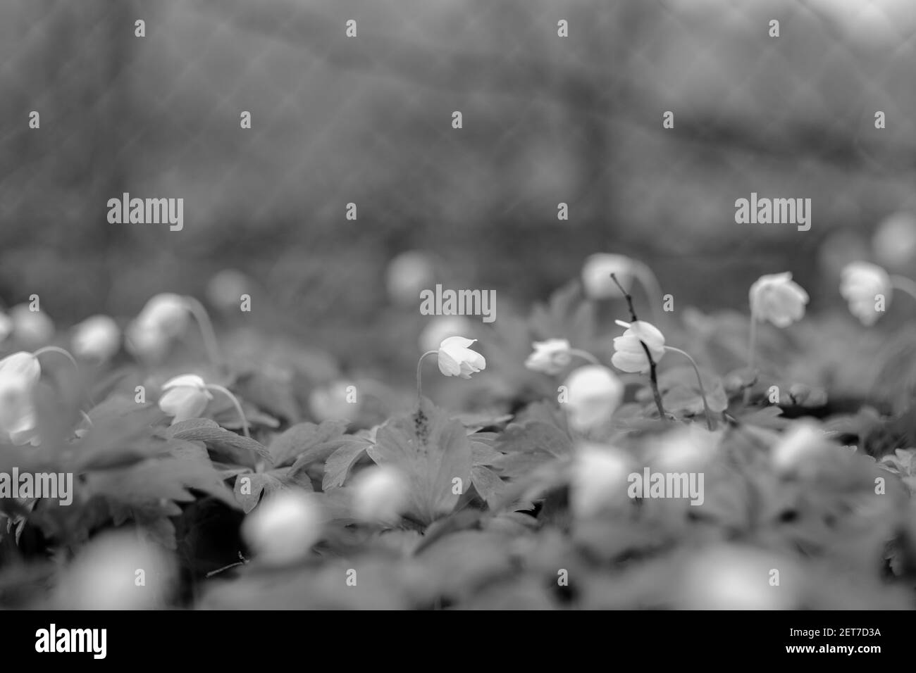 petites fleurs de printemps blanches sur fond vert humide texture de surface avec flou Banque D'Images