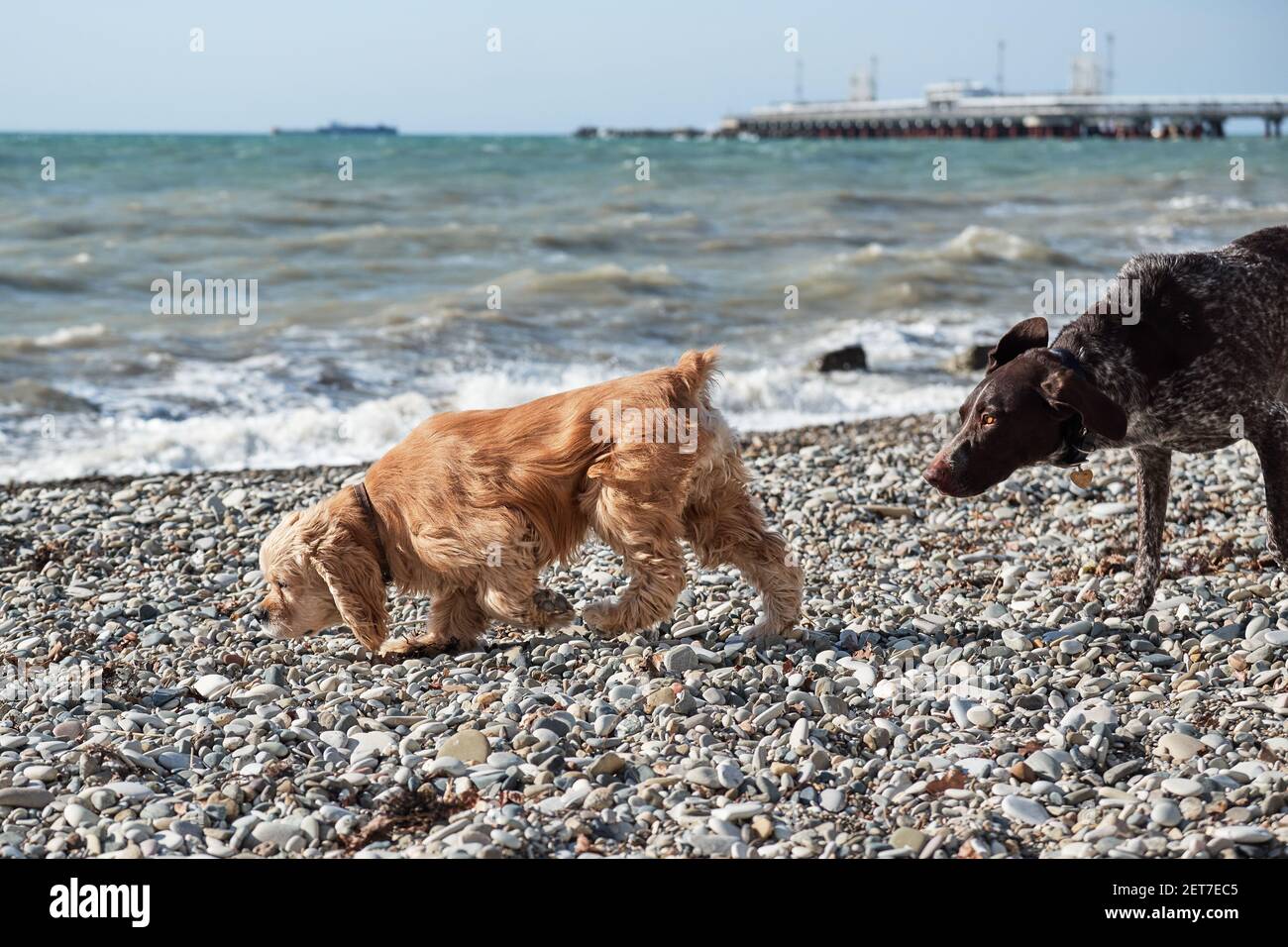 Pointeur court brun Cocker anglais doré Espagnol marchant sur la plage de galets et posant sur fond de ciel bleu et de mer. Deux des meilleurs amis de l'homme Banque D'Images