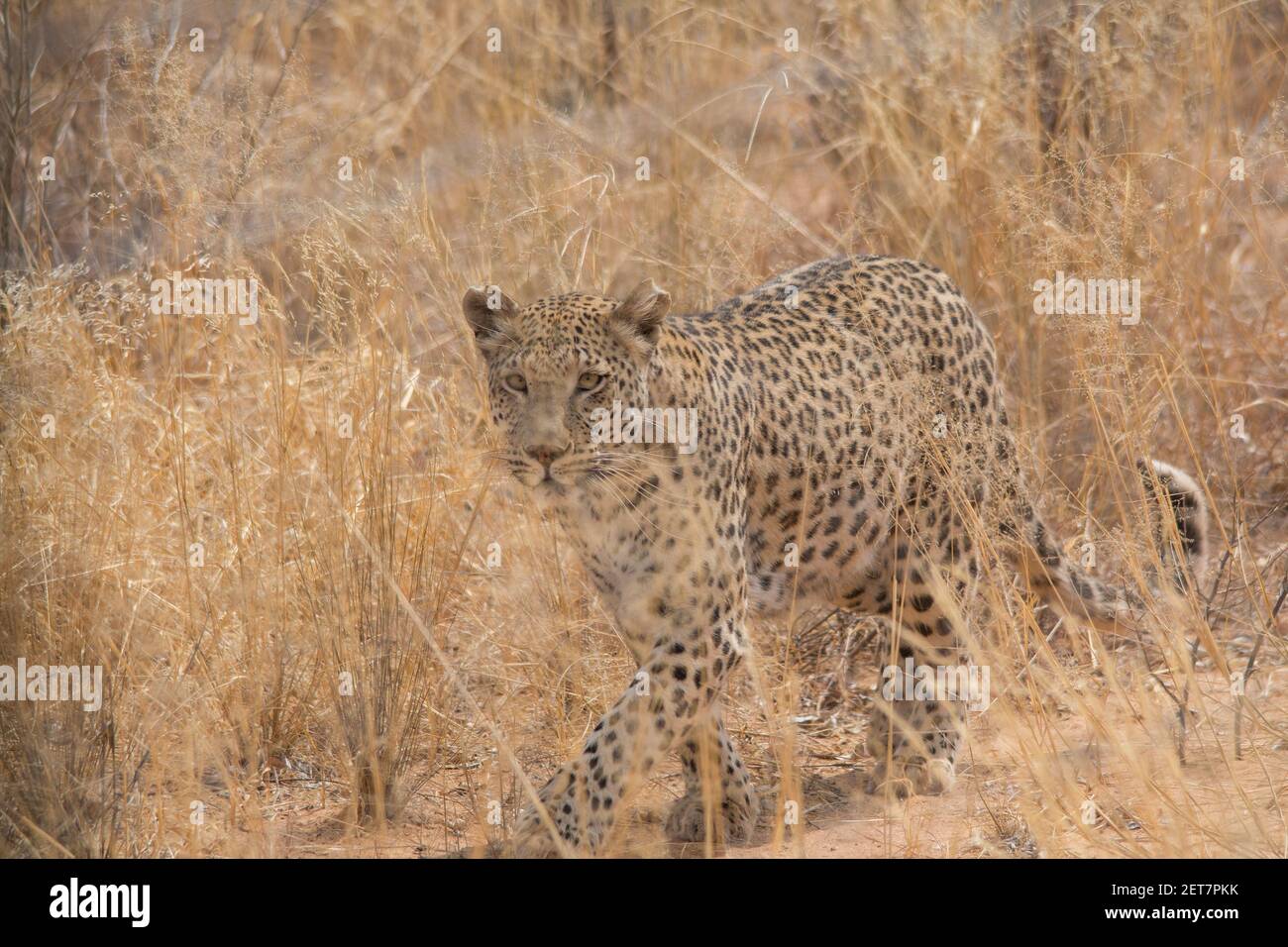 Un léopard dans les plaines sèches du désert de kalahari En Namibie Banque D'Images