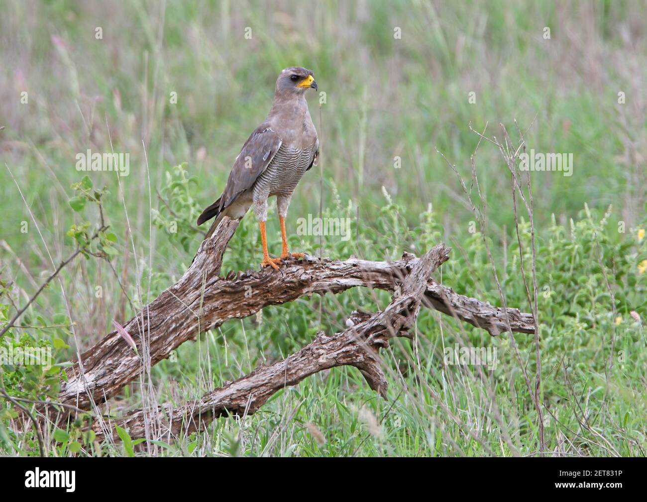 Faucon de chants de l'est (Melierax poliopterus) adulte perché sur un arbre tombé Tsavo West NP, Kenya Novembre Banque D'Images