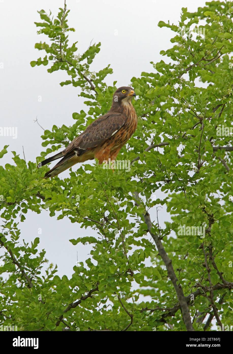 Sauterelle Buzzard (Busitur rufipennis) adulte perchée dans l'arbre Tsavo West NP, Kenya Novembre Banque D'Images