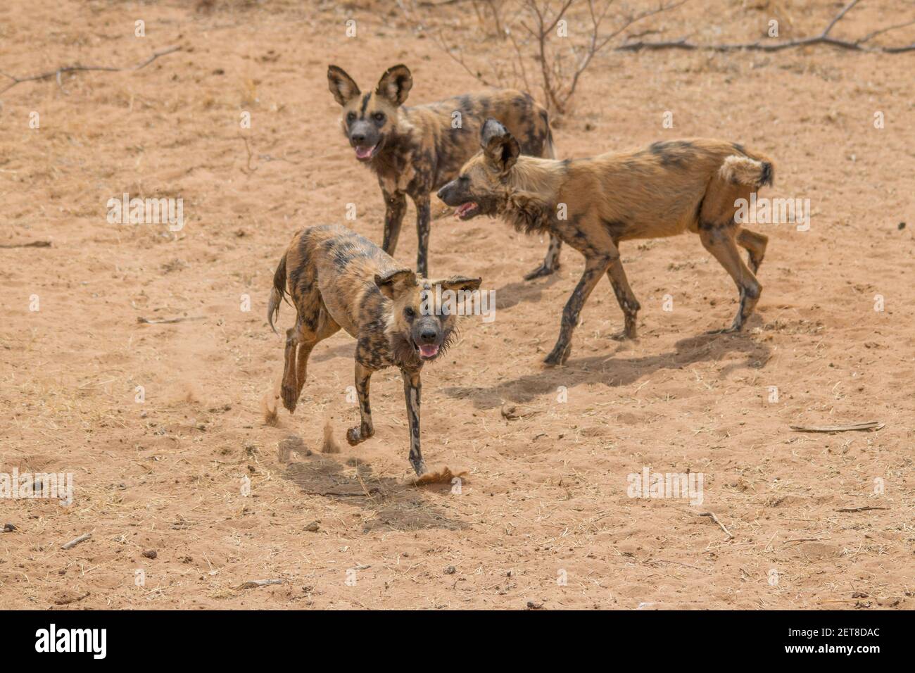 Près des chiens sauvages africains dans le désert sec de kalahari en Namibie, en Afrique Banque D'Images