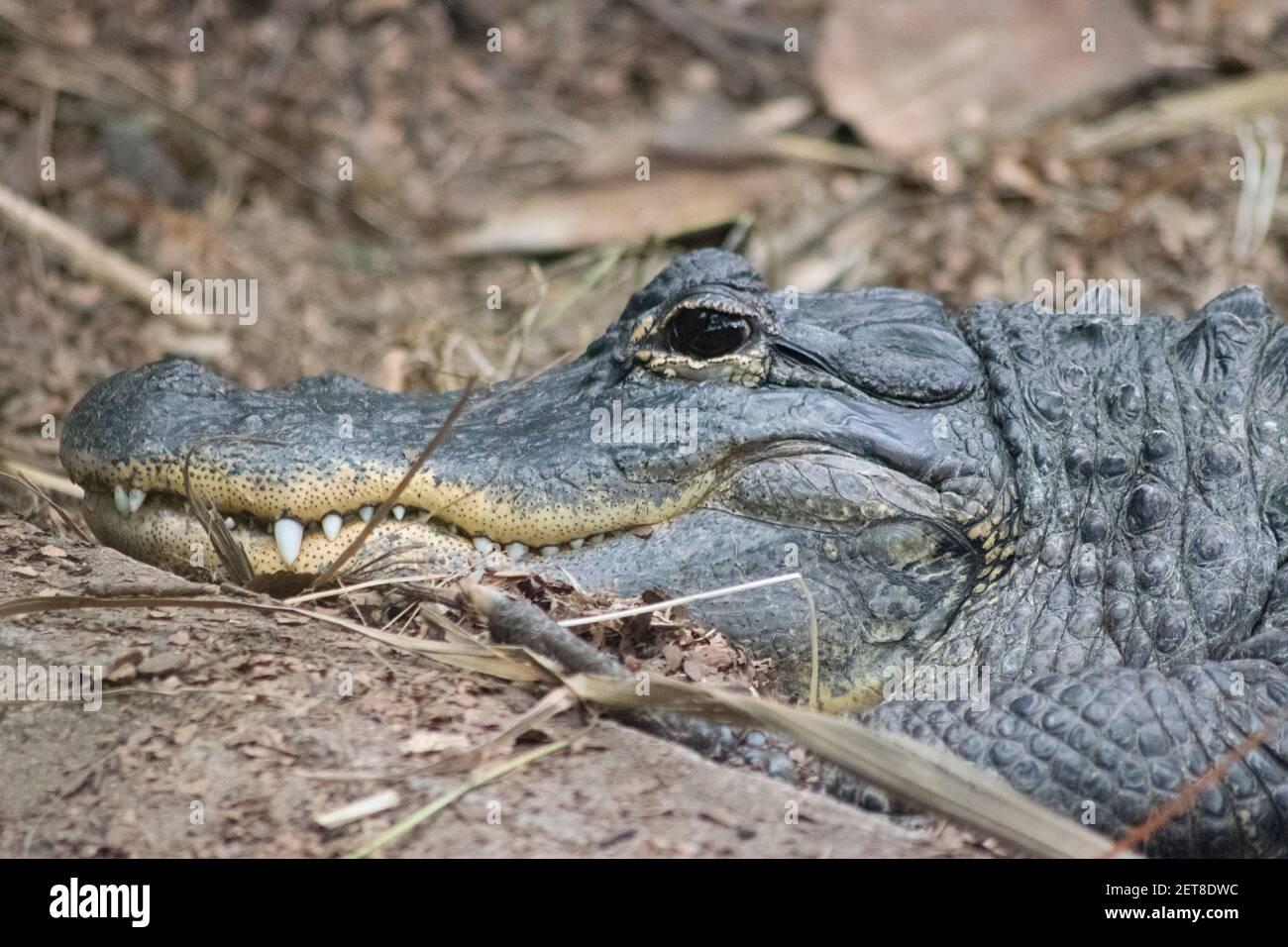 Un crocodile de repos adulte dans un zoo animalier Banque D'Images