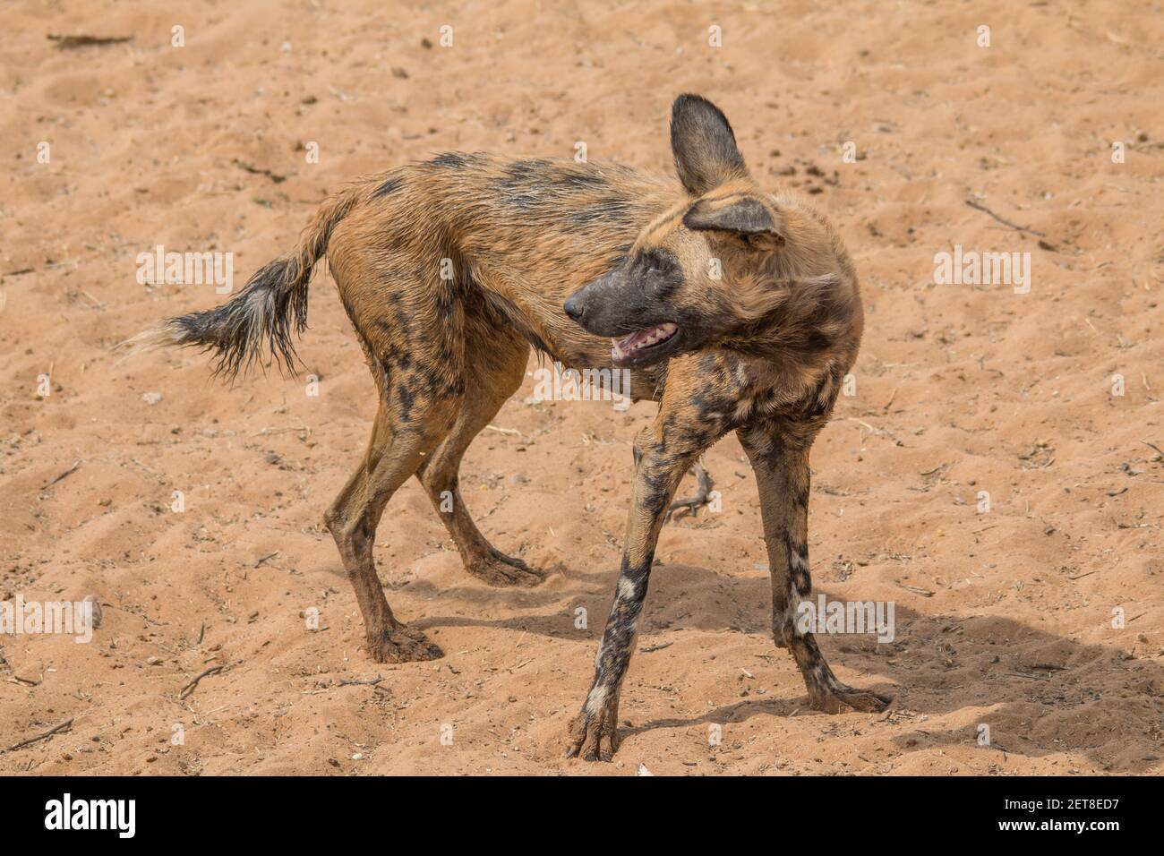 Près des chiens sauvages africains dans le désert sec de kalahari en Namibie, en Afrique Banque D'Images