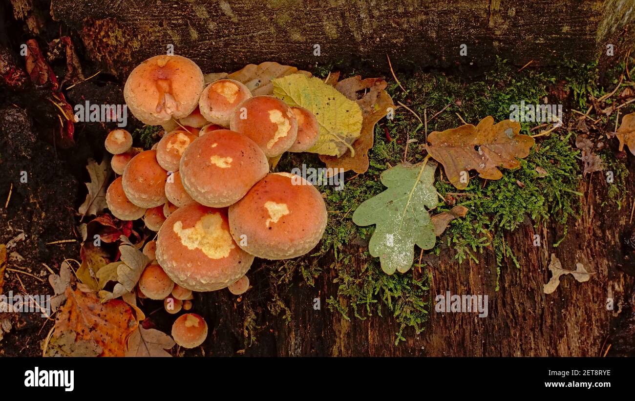 champignons de chapeau de brique poussant sur un tronc d'arbre coupé La  forêt de la porte - Hypholoma lateritium Photo Stock - Alamy