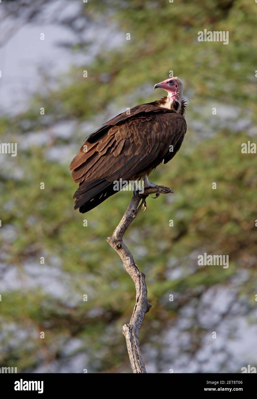 Vulture à capuchon (Necrosyrtes monachus) adulte perchée sur un arbre mort awash NP, Ethiopie Avril Banque D'Images