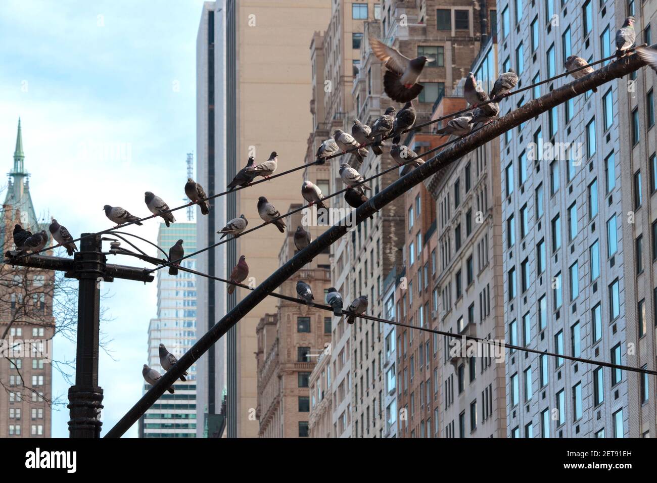 Un groupe de pigeons de roche assis sur un lampadaire de rue à Manhattan, New York; on vole loin Banque D'Images
