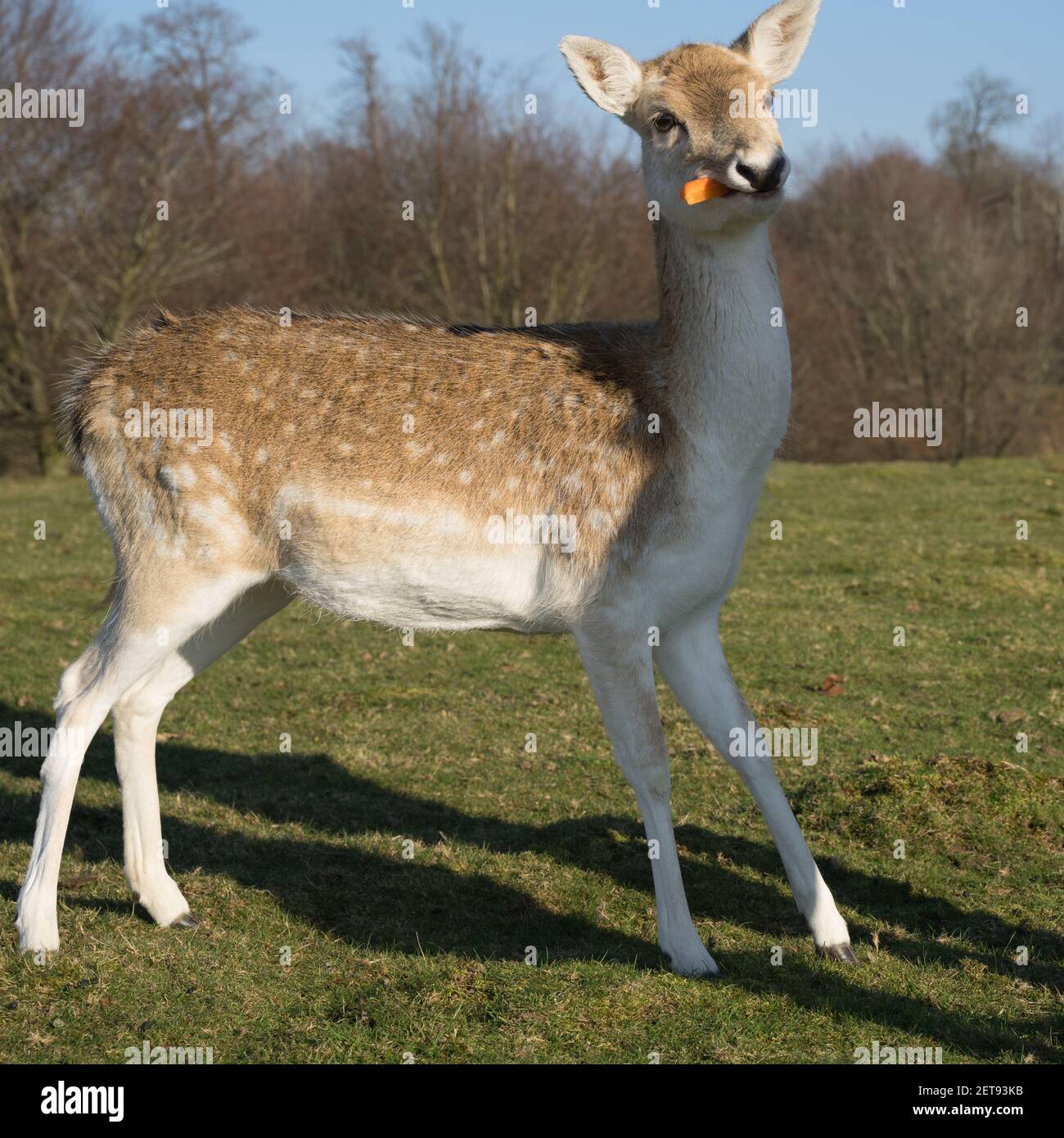 Flow cerf mangeant une carotte dans le parc de campagne dans le Kent Banque D'Images
