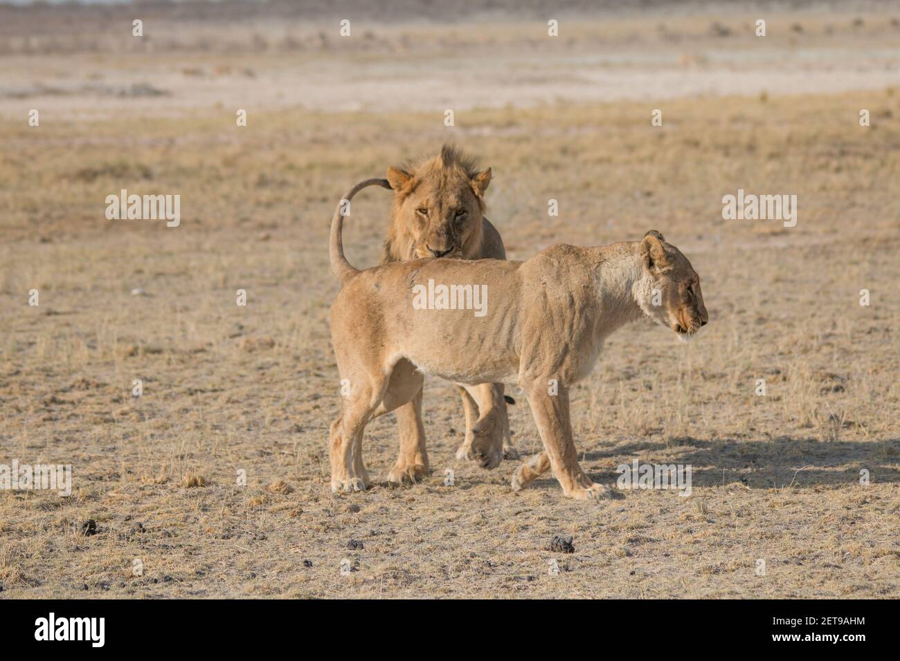 Un couple de Lions ayant des relations sexuelles dans les plaines du parc national d'etosha en namibie, en afrique Banque D'Images