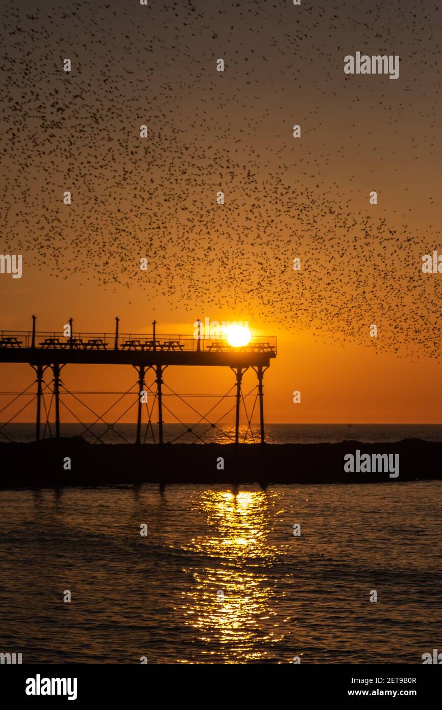 Au coucher du soleil sur la jetée d'Aberystwyth. La murmure annuelle spectaculaire de dizaines de milliers d'étoiles à Cardigan Bay pendant un coucher de soleil d'hiver. Banque D'Images