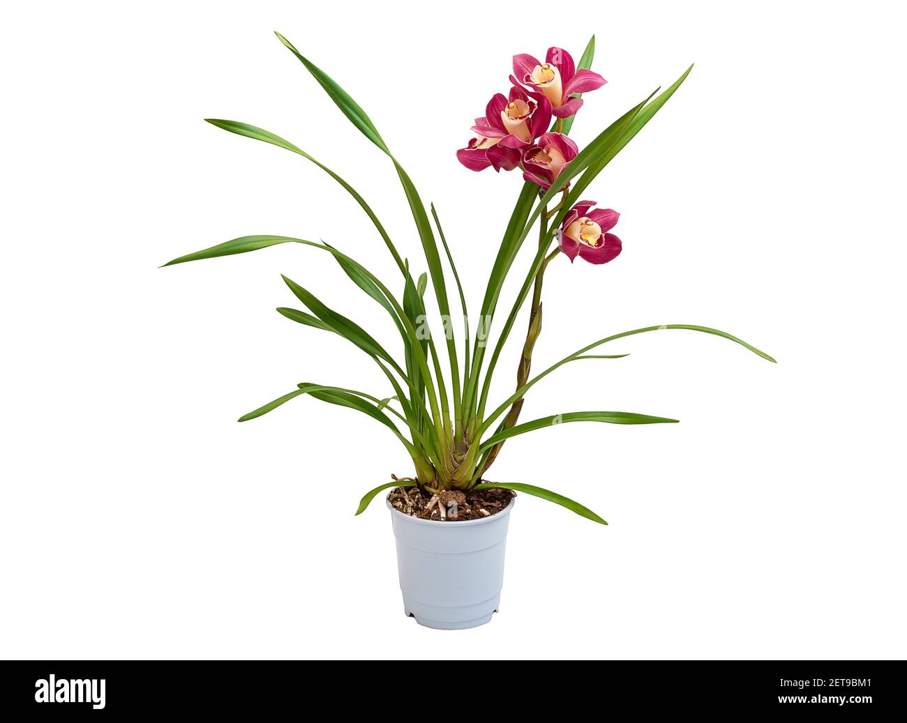 Orchidée de Cymbidium isolée sur fond blanc. Belle maison exotique avec fleurs rouges dans une casserole. Banque D'Images