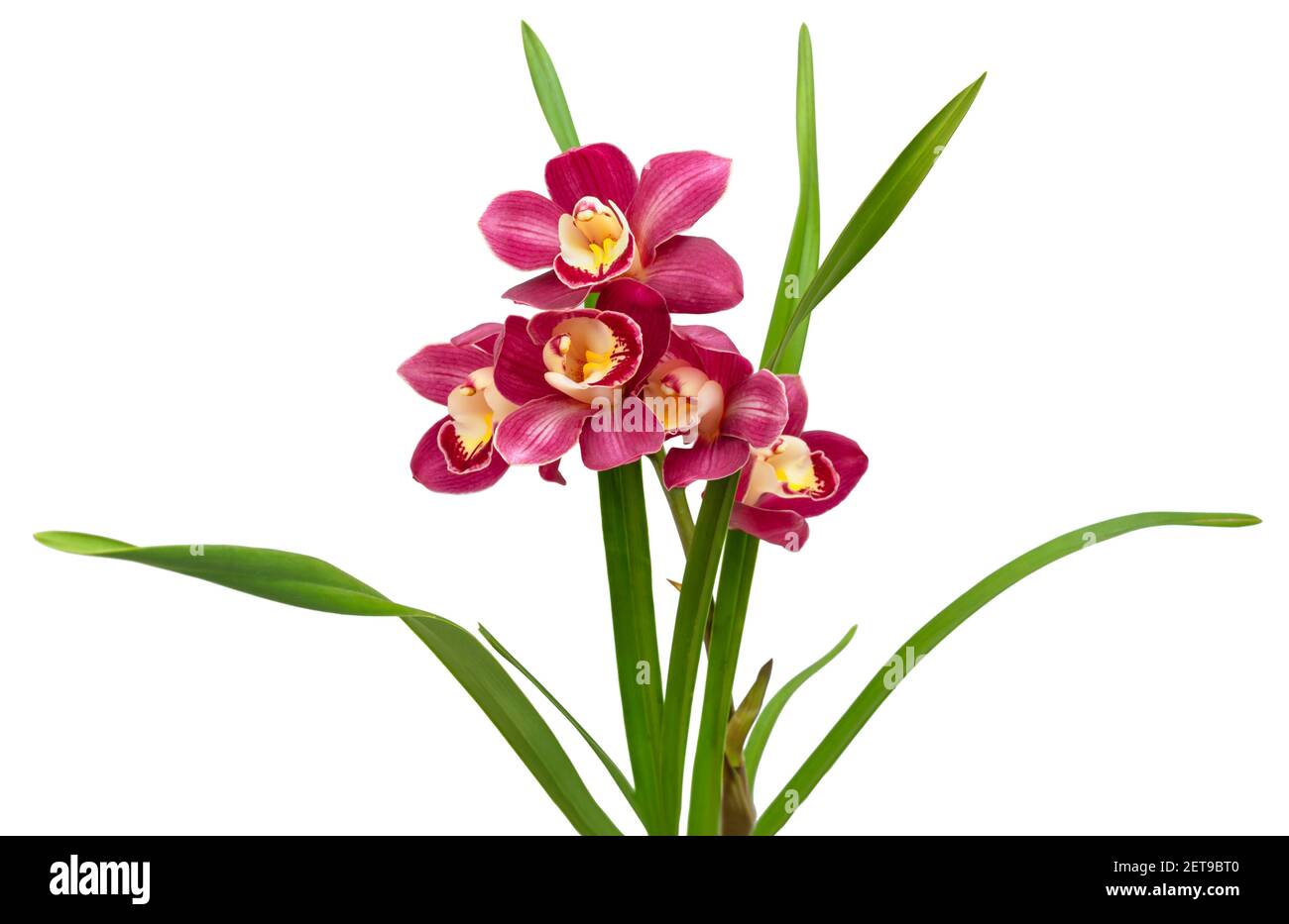 Orchidée de Cymbidium isolée sur fond blanc. Belle maison exotique avec fleurs rouges. Banque D'Images