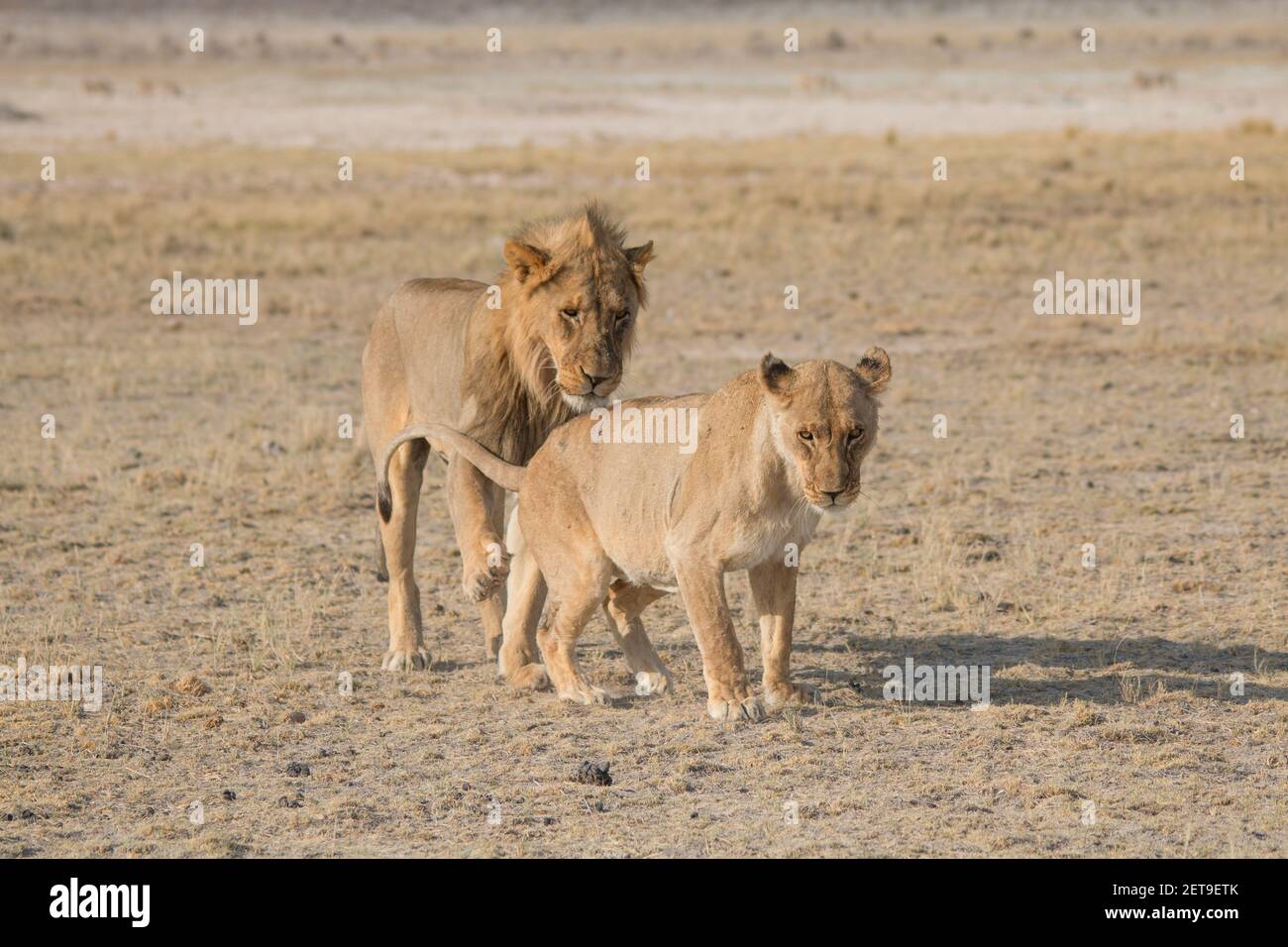 Un couple de Lions ayant des relations sexuelles dans les plaines du parc national d'etosha en namibie, en afrique Banque D'Images