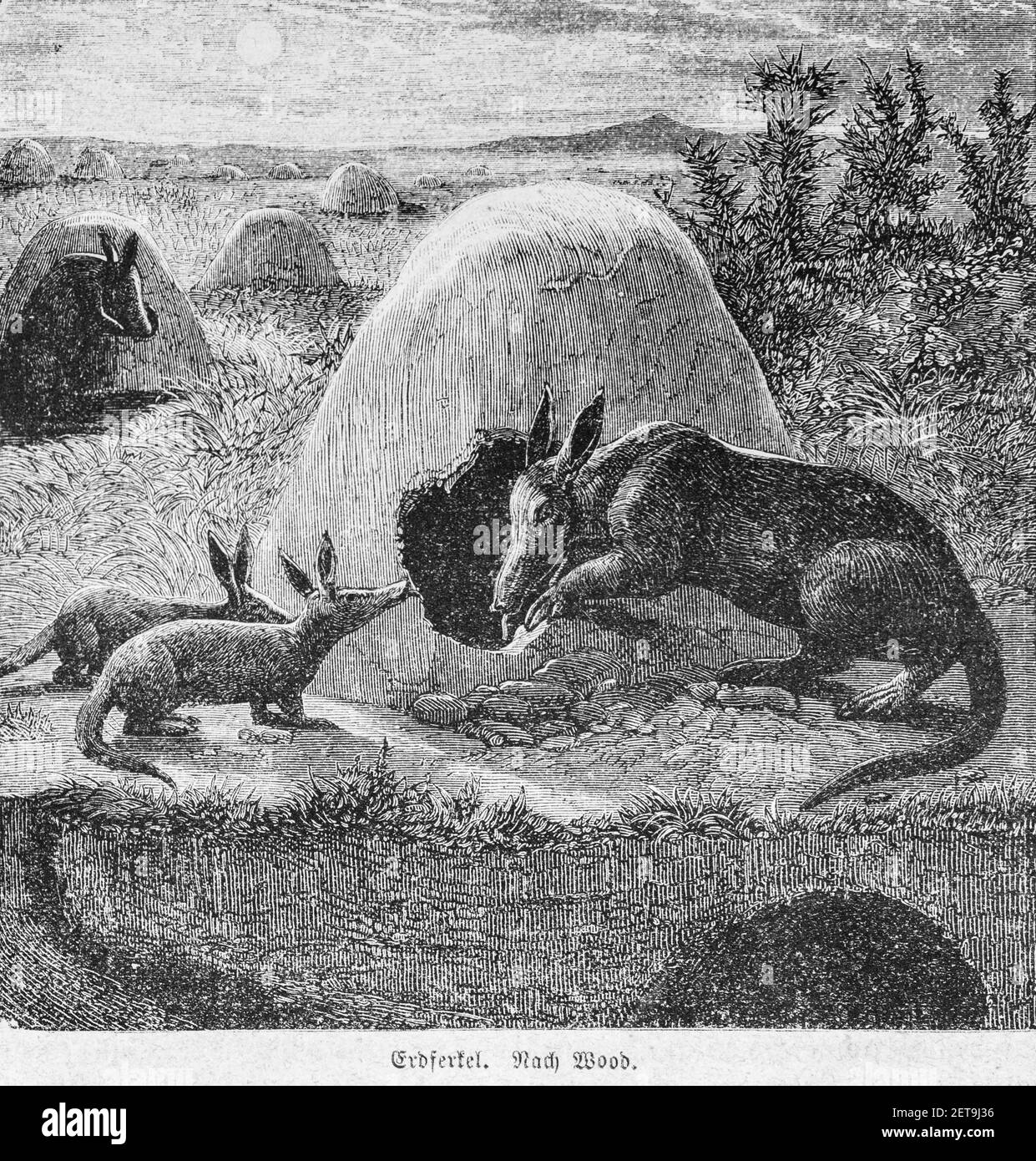 Aardvarks ou Antarrs (Orycteropus afer), Abyssina, Ethiopie, Afrique de l'est, Dr. Richard Angree, Abessinien, Land und Volk, Leipzig 1869 Banque D'Images
