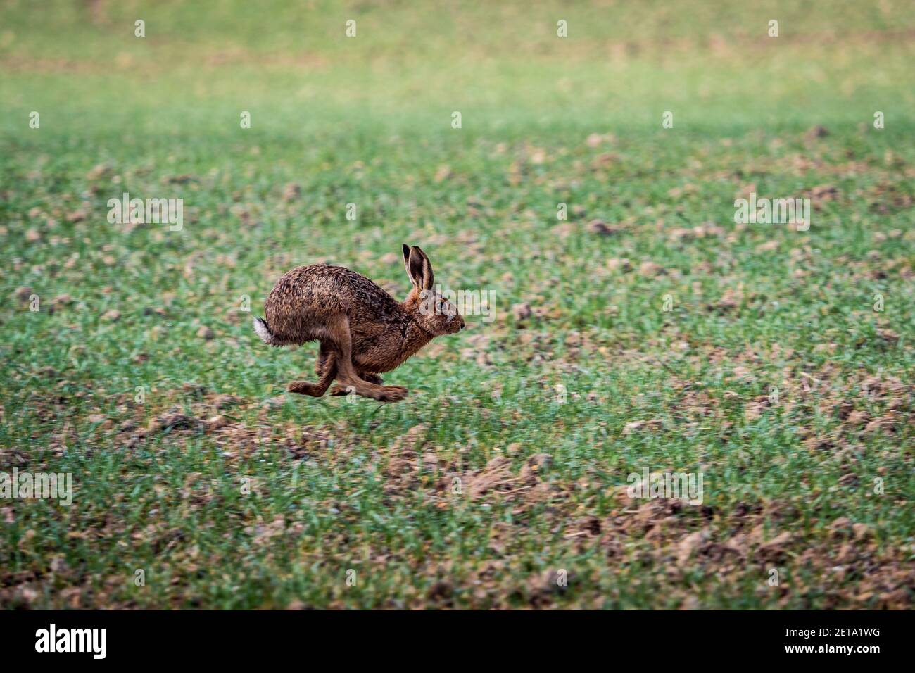 Running Hare - Lièvre européen traversant un champ dans le sud de l'Angleterre de Cambridgeshire. Marron Lièvre en cours d'exécution. Lepus europaeus. Banque D'Images