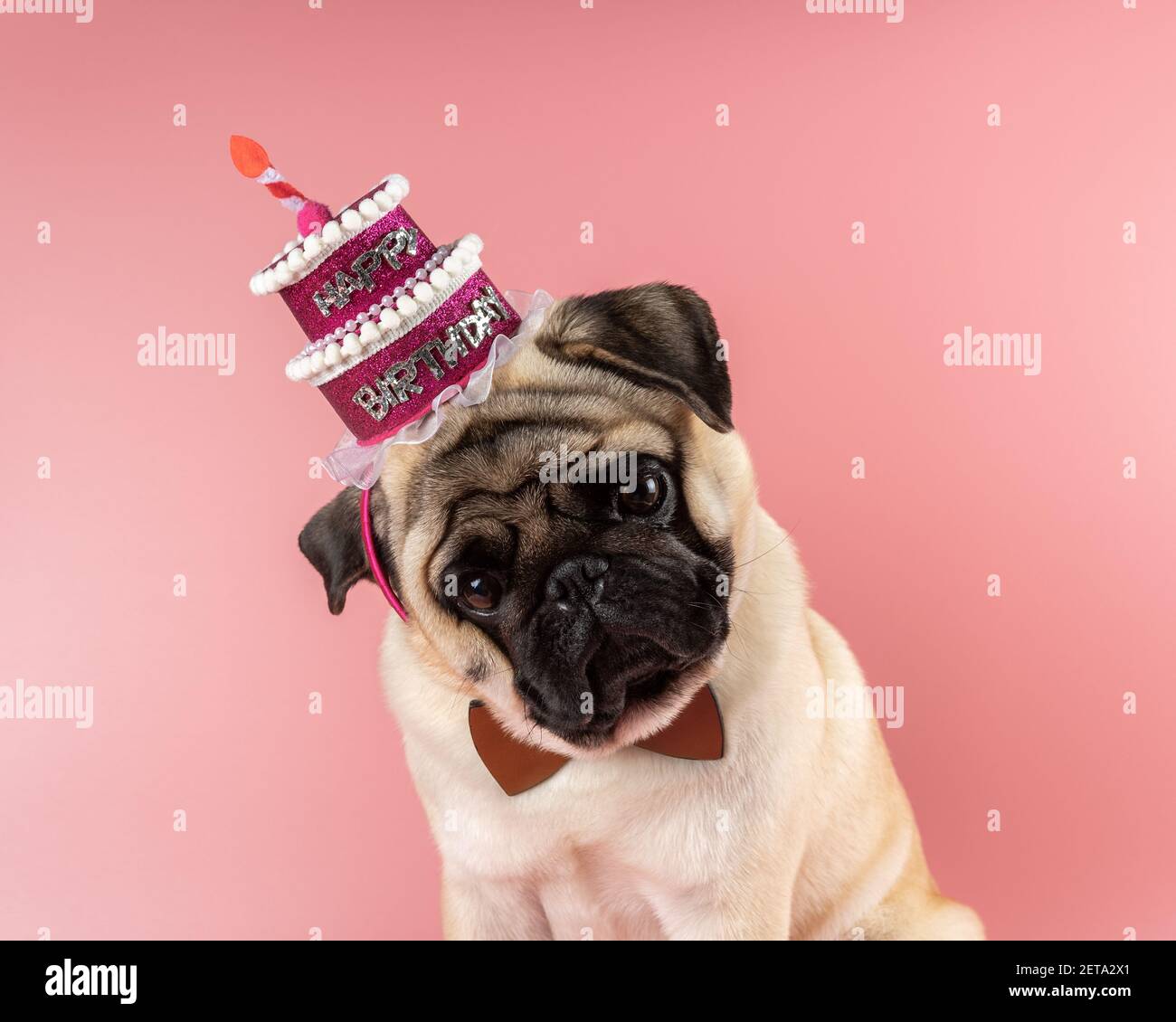 Chien Drole Pug Portant Un Chapeau Rose Joyeux Anniversaire Sur Fond Rose Photo Stock Alamy