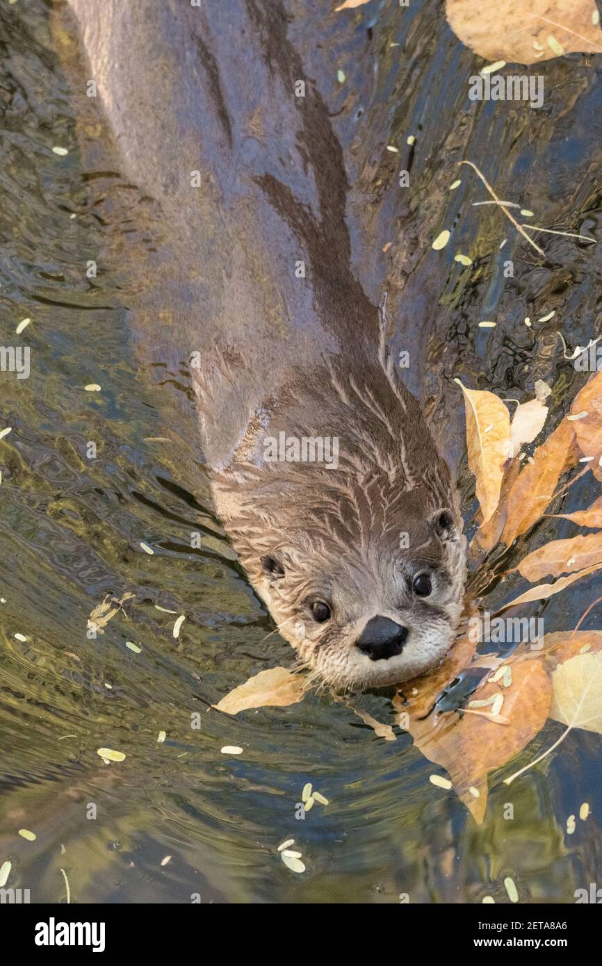 Une Otter de la rivière du Nord, Lontra canadensis, dans le musée du désert de Sonoran de l'Arizona près de Tucson, Arizona. Banque D'Images