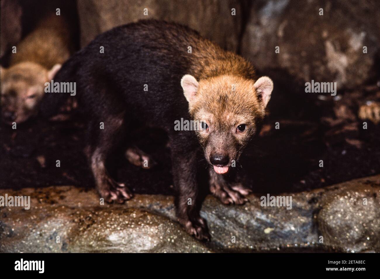 Le chien de brousse rare est originaire d'Amérique centrale et d'Amérique du Sud. Zoo de Francfort en Allemagne. Banque D'Images