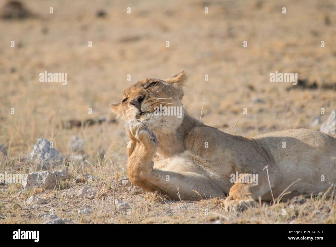 Une Lionne roule dans l'herbe et léche sa patte dans le parc national d'Etosha en Namibie, en Afrique Banque D'Images