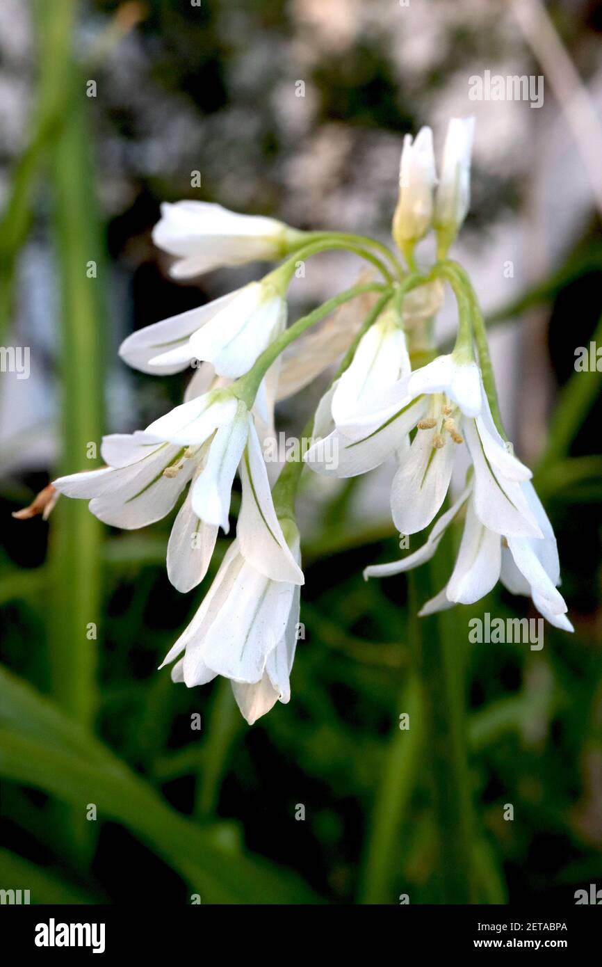 Allium triquetrum leek à trois corned – fleurs blanches en forme de cloche avec lignes vertes et odeur d'oignon, mars, janvier, Angleterre, Banque D'Images