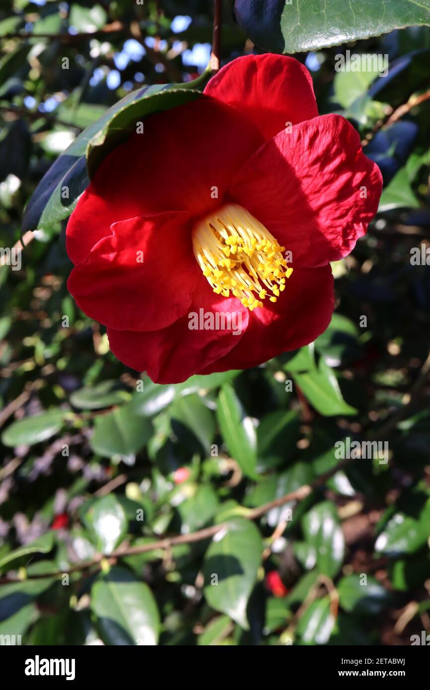 Camellia japonica «Adolphe Audusson» Camellia Adolphe Audusson – fleurs rouges profondes aux étamines saillantes, mars, Angleterre, Royaume-Uni Banque D'Images