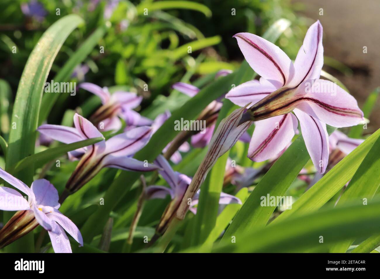 Tristagma uniflorum / Ipheion uniflorum ‘Charlotte Bishop’ fleur de printemps blanche – fleurs en forme d’étoile rose et feuillage herbacé, mars, Angleterre, Banque D'Images