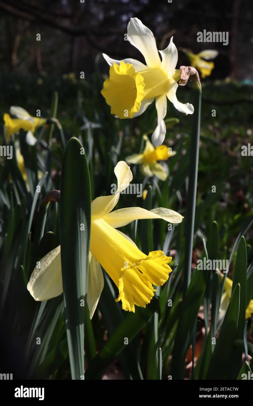 Narcissus pseudonarcsus ‘Lobularis’ Division 13 Nom botanique Daffodil sauvage – tepals blancs évasés et trompette jaune doré piquant, mars, Angleterre Banque D'Images
