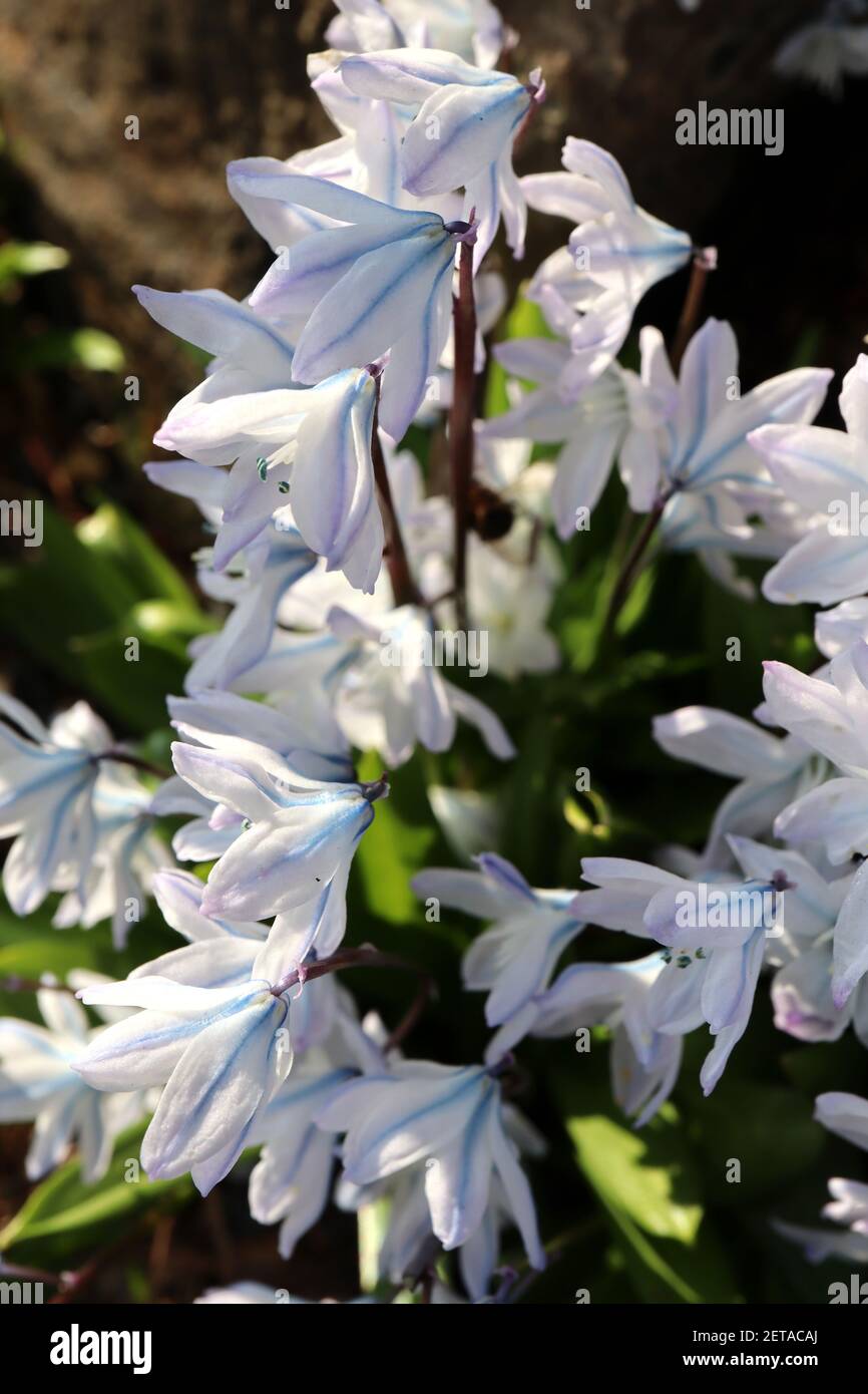 Scilla mischtschenkoana «Tubergeniana» Misczenko squill Tubergeniana – fleurs blanches en forme de cloche avec nervures bleues, mars, Angleterre, Royaume-Uni Banque D'Images