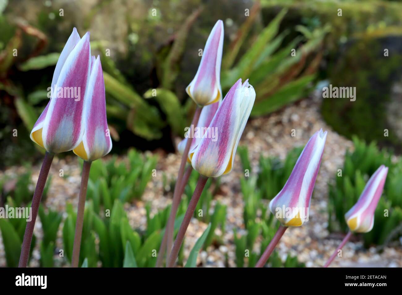 Tulipa ‘Ice Stick’ Kaufmanniana 12 Ice Stick tulipe – tulipes blanches aux flammes violettes et grises, base jaune, mars, Angleterre, Royaume-Uni Banque D'Images