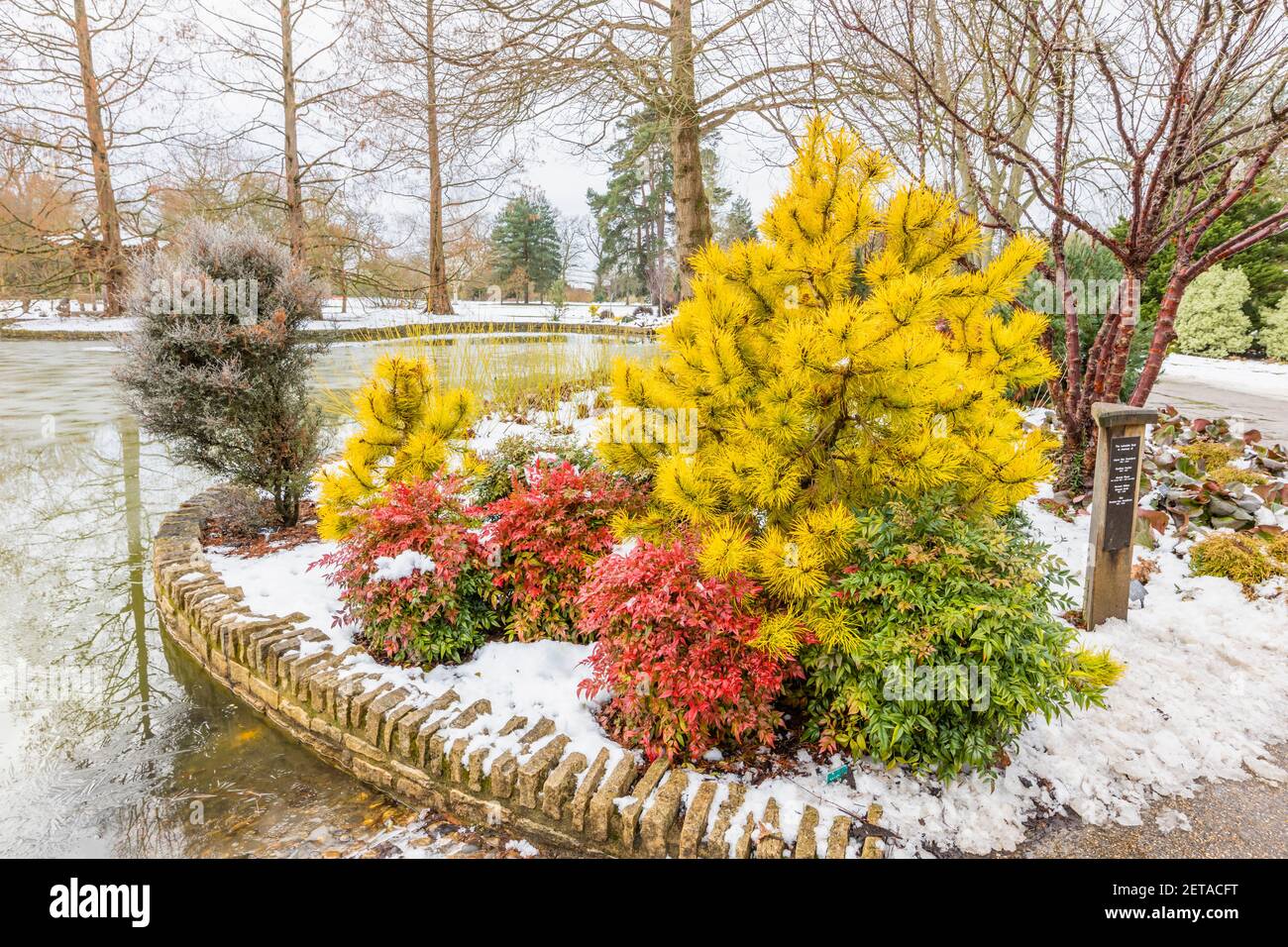 L'arbuste rouge Nandina domestica obnubilé ('Seika') et la conifère jaune Pinus contorta 'Chief Joseph' près du lac dans RHS Garden, Wisley, dans la neige d'hiver Banque D'Images