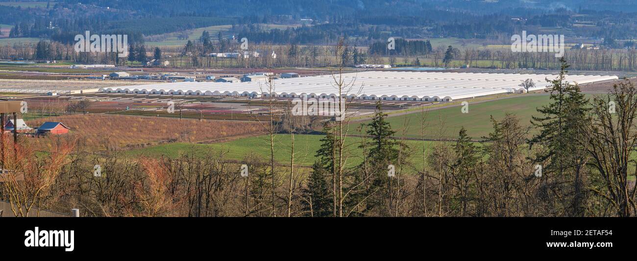 Vue panoramique sur Willamette Valley plante pépinière paysage État de l'Oregon. Banque D'Images