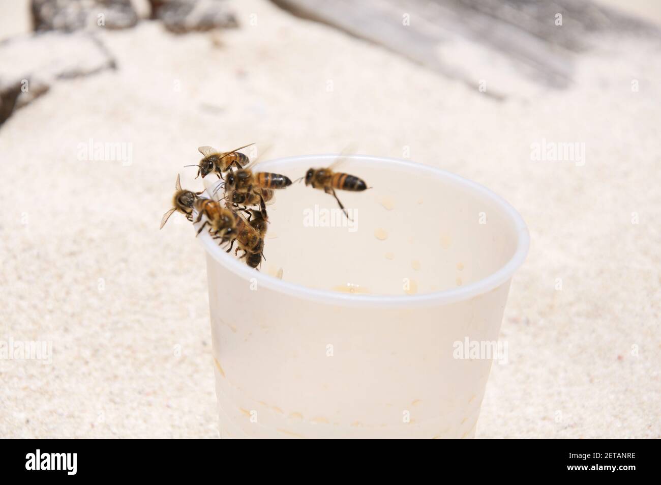 Un gros plan des abeilles sur une tasse en plastique usagée Banque D'Images