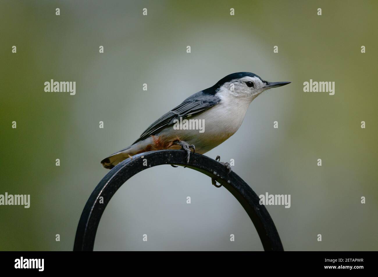 Un nuthatch mâle à la poitrine blanche se trouve au-dessus d'un support d'alimentation. Banque D'Images