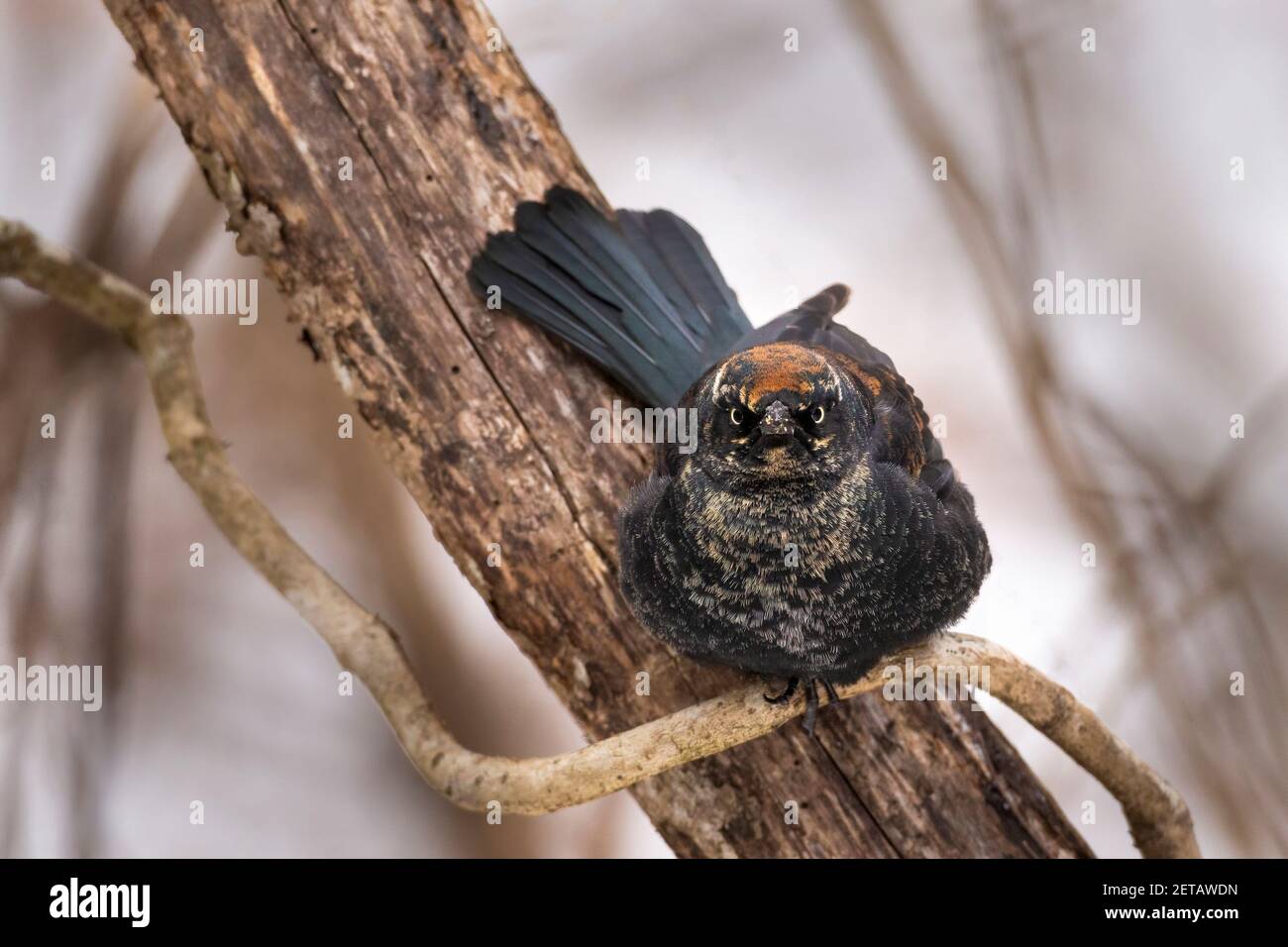 Oiseau noir rouillé dans la neige froide, Euphagus carolinus Banque D'Images