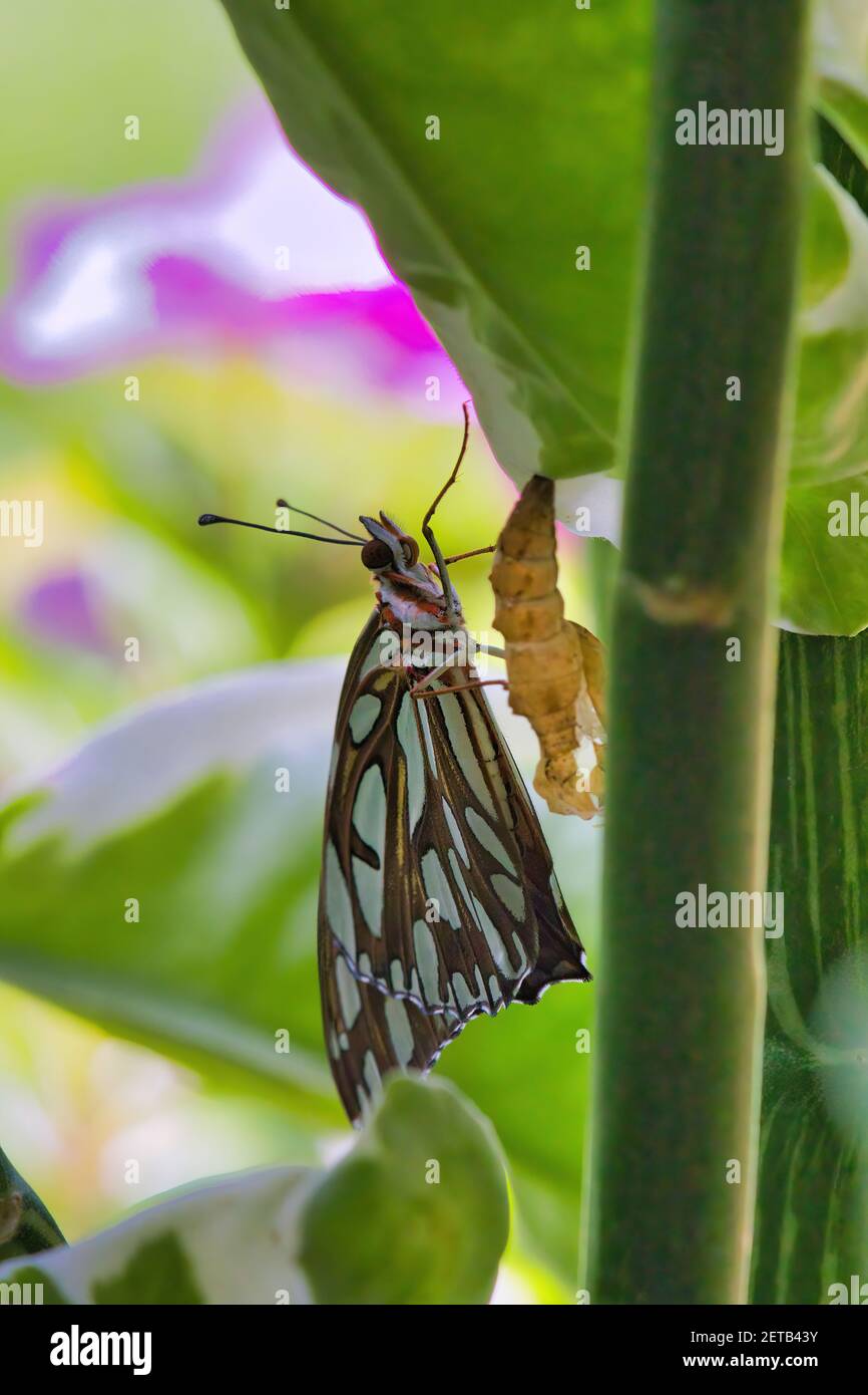 Magnifique papillon fritté du golfe qui vient d'émerger de sa chrysalide. Banque D'Images