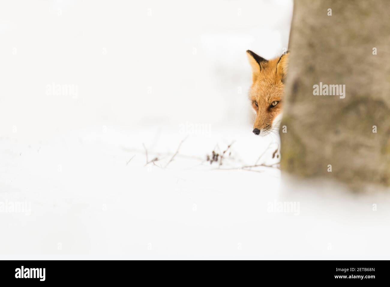 Red Fox en hiver Banque D'Images