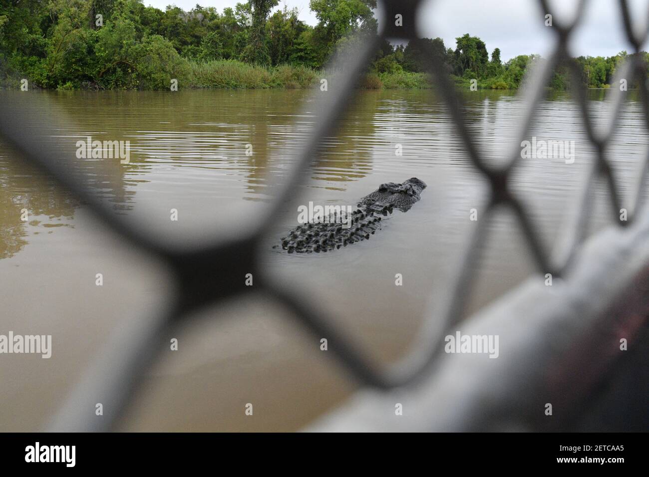 Crocodile d'eau salée (Crocodylus porosus) visible à travers l'escrime barrière d'un bateau touristique sur la rivière Adelaide, territoire du Nord, Australie. Banque D'Images