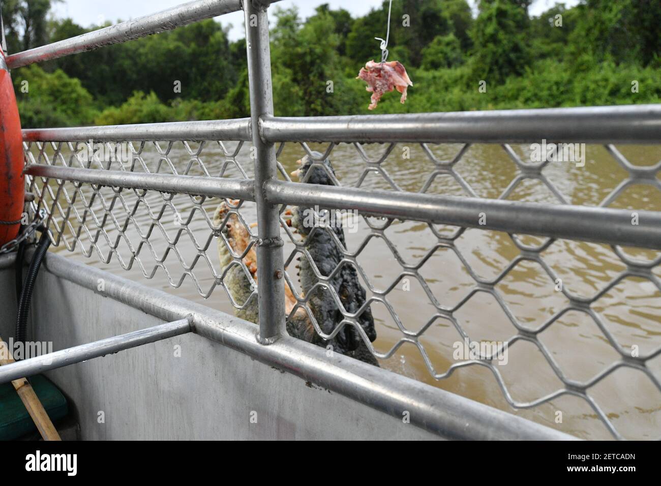 Le crocodile d'eau salée (Crocodylus porosus) sort de la rivière Adélaïde à côté d'un bateau touristique, dans le territoire du Nord, en Australie. Banque D'Images