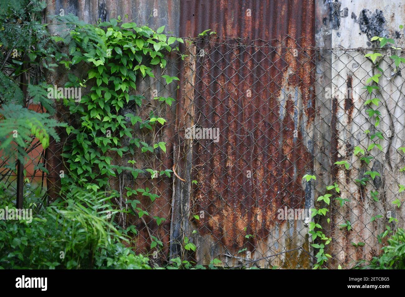 Les plantes et les feuilles de vigne poussent sur une vieille clôture en étain rouillé. Banque D'Images
