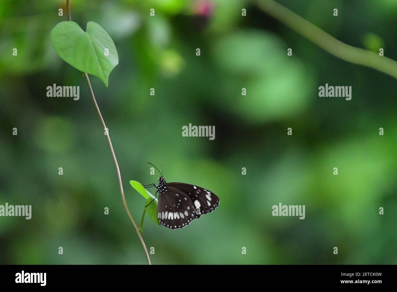 Magnifique papillon (Lepidoptera) entouré par la flore tropicale luxuriante dans la saison humide monsoonale des îles Tiwi, Australie. Banque D'Images