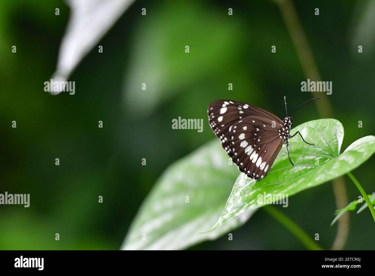 Papillon (Lepidoptera) entouré par la flore tropicale luxuriante dans les saisons humides monsoonales des îles Tiwi, Australie. Banque D'Images