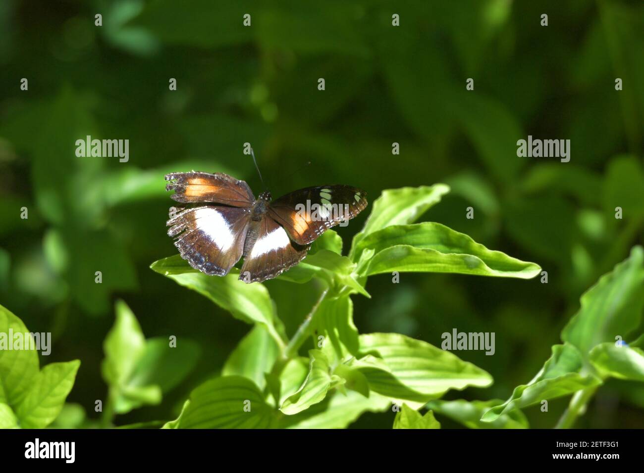 Papillon (Lepidoptera) entouré par la flore tropicale luxuriante dans les saisons humides monsoonales des îles Tiwi, Australie. Banque D'Images