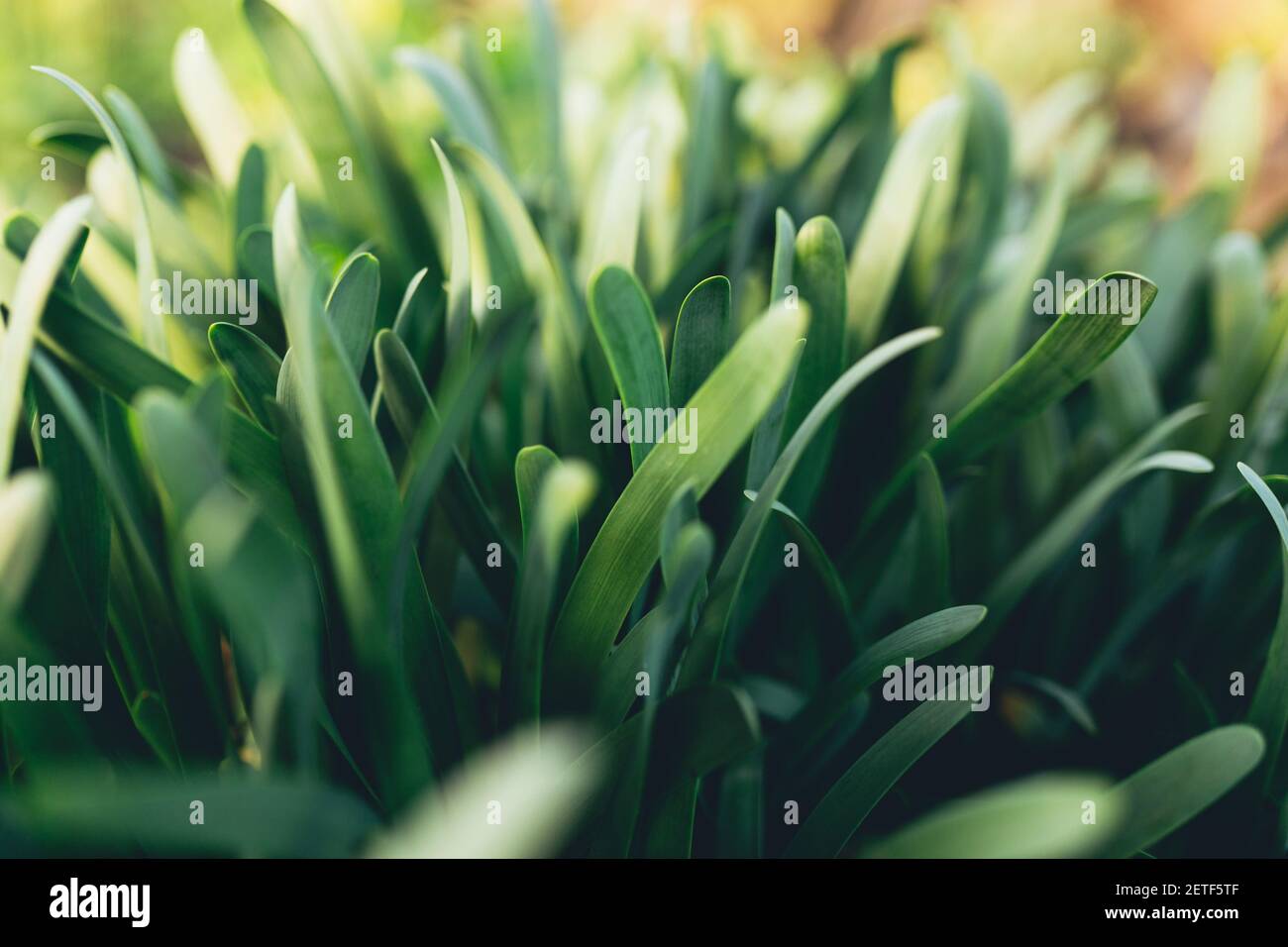 Petites feuilles d'ail vert frais avec effet macro. Photo de haute qualité Banque D'Images