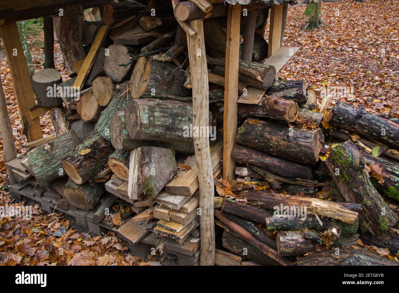 Pile de bois vintage - une cage de chevilles en bois, poutres et toit sur eux à l'intérieur dans plusieurs niveaux pile de bois empilée de planches de sciage, souches, branches et grumes, Banque D'Images