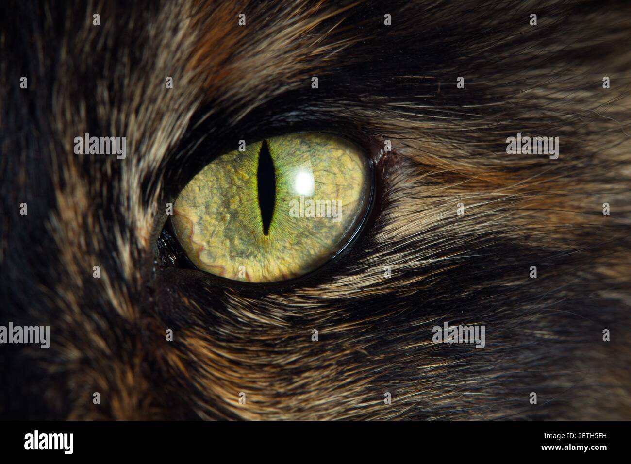 Yeux De Chat Detailles Banque De Photographies Et D Images A Haute Resolution Alamy
