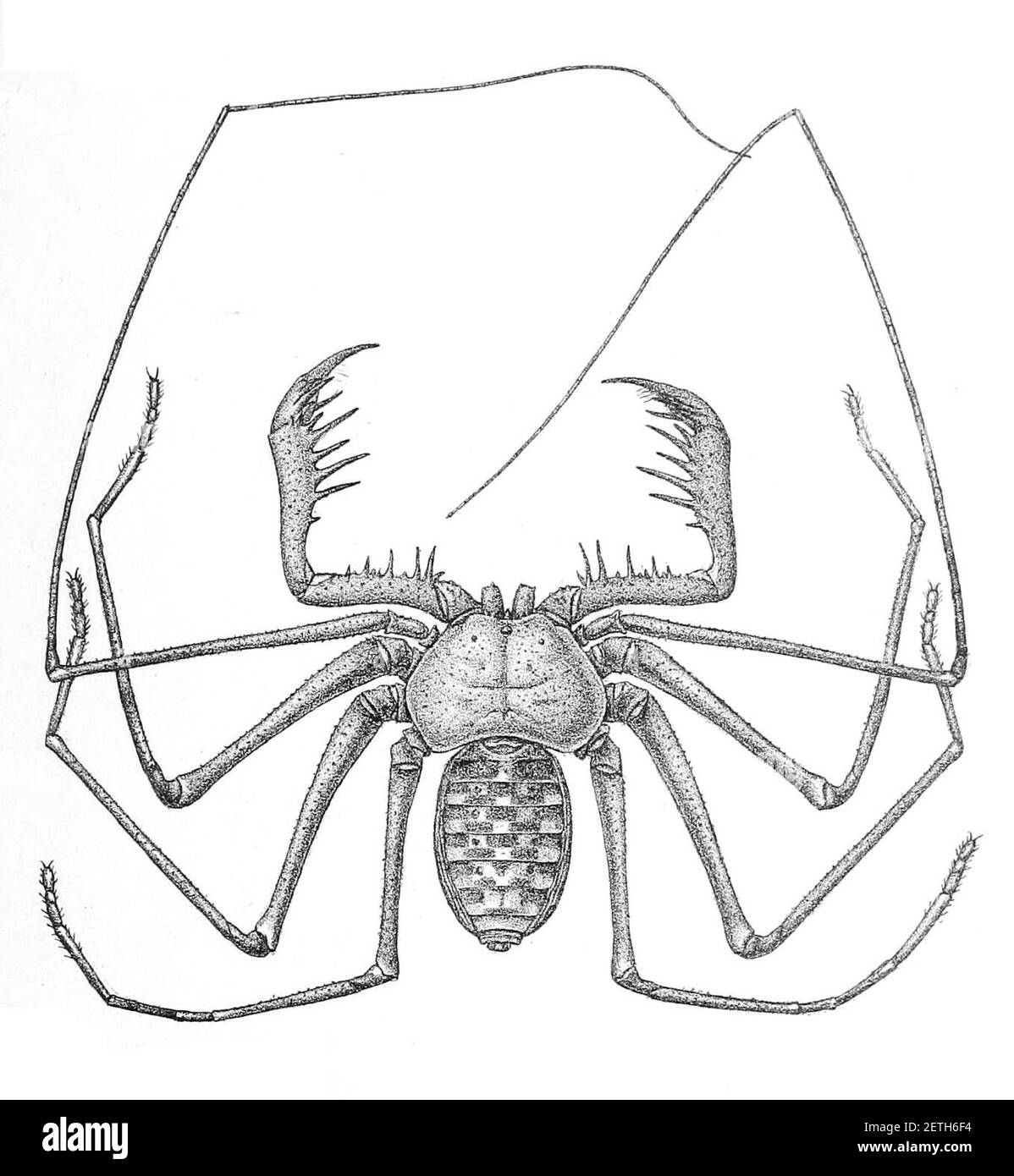 Phrynus tessellatus 1894. Banque D'Images