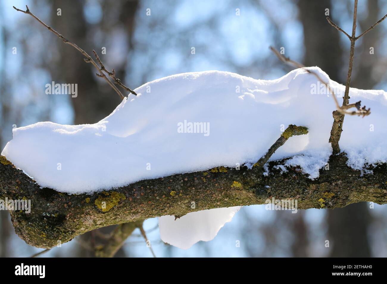 Les branches des arbres sont enneigées avec de la neige blanche en hiver Banque D'Images